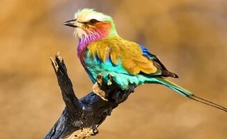 Bird Watching