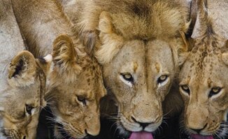 Game Viewing