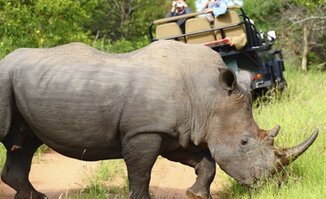 Rhino Tracking