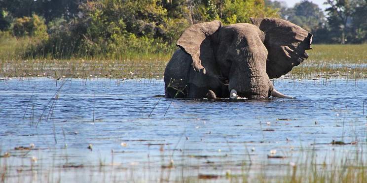 10-Day Okavango, Savuti & Chobe River Safari
