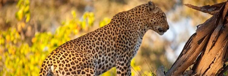 Big Cats & Wild Dogs in Botswana’s Savuti Region