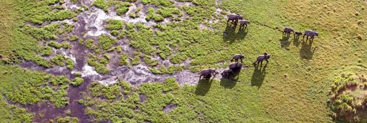 Mokoro Safaris & Guided Walks in the Okavango