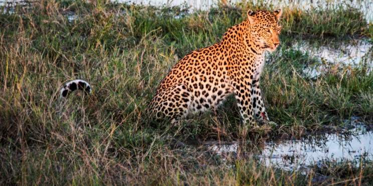 6-Day Botswana Honeymoon Safari