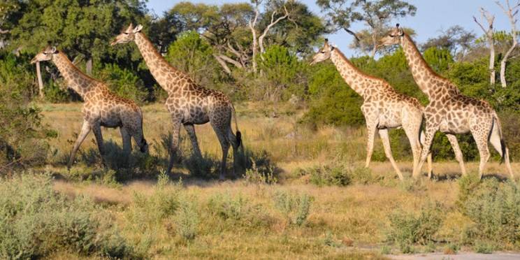 5-Day Botswana Safari: Savuti & Chobe