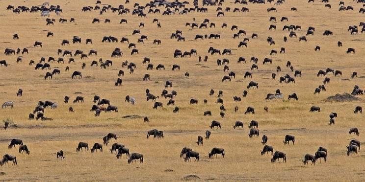 4-Day Experience the Migration in the Heart of the Mara