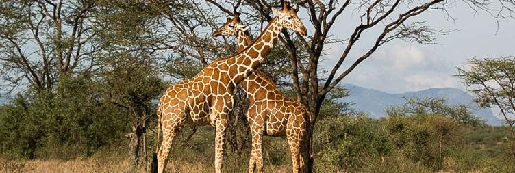 Samburu’s Wild Beauty & Unusual Wildlife