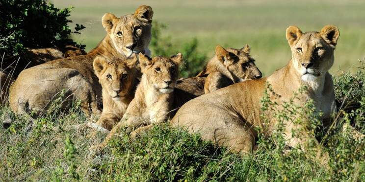 9-Day Luxury Kenya Safari Tour
