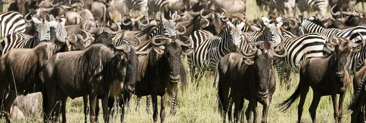 Explore the Serengeti