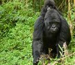 11-Day Gorillas, Masai Mara & Zanzibar