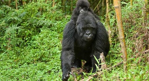 11-Day Gorillas, Masai Mara & Zanzibar