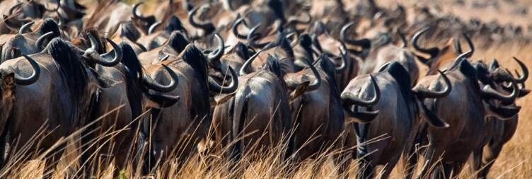 Relax into the safari way of life in the Masai Mara