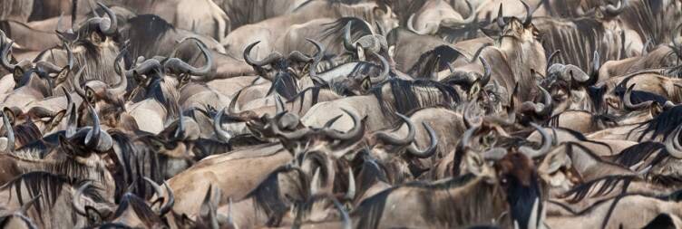 Explore the Masai Mara from a true African spirit