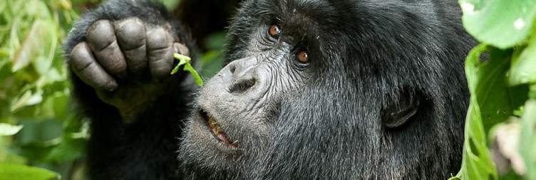 Trek in search of gorillas from Mikeno Lodge