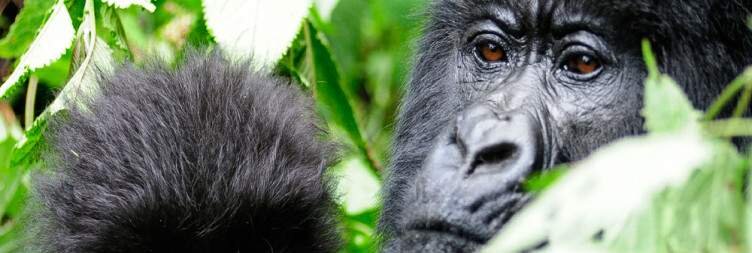 Come face to face with gorillas in Rwanda