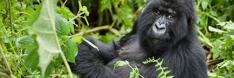 Encounter gorillas face to face in Volcanoes National Park