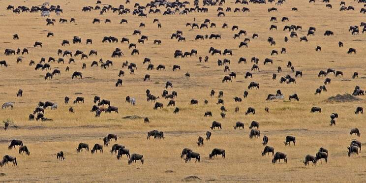 7-Day Tanzania Great Migration Safari
