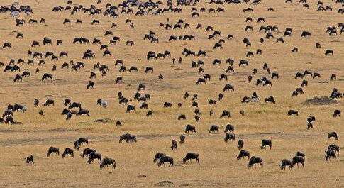 7-Day Tanzania Great Migration Safari