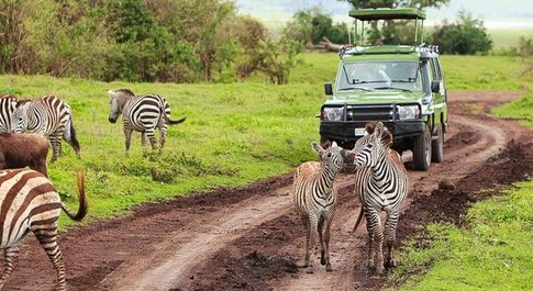 5-Day Serengeti Short & Sweet Safari