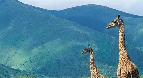 5-Day Lake Manyara, Ngorongoro & Serengeti Luxury Tour