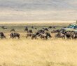 8-Day Tanzania Migration Safari Northern Circuit