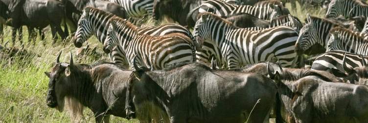 Witness the Great Migration in the Serengeti