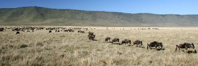 On Safari In Ngorongoro Crater