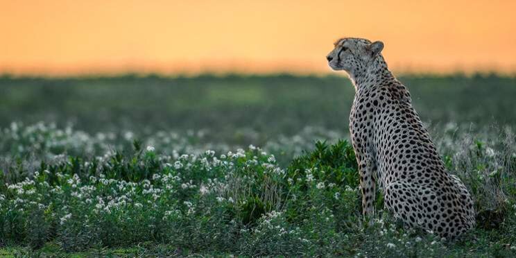 4-Day Serengeti Luxury Tour in Tanzania