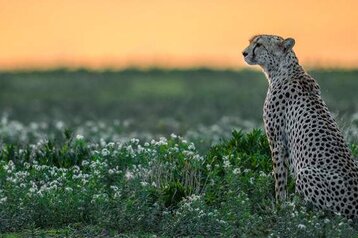 4-Day Serengeti Luxury Tour in Tanzania