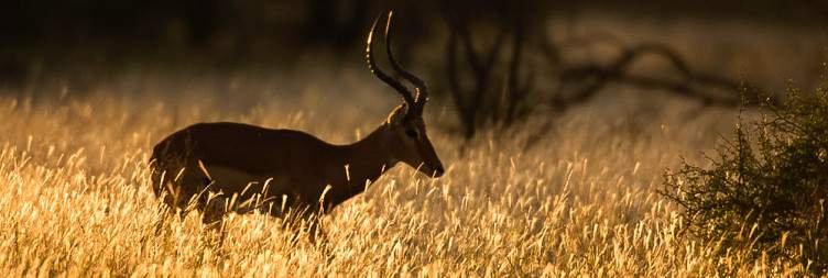 Pure, unadulterated Africa in Tarangire National Park