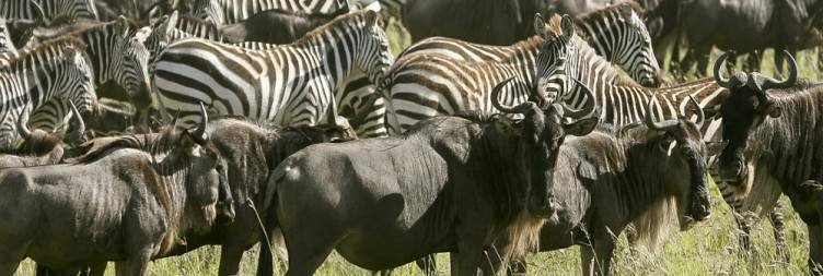 Transfer to Serengeti National Park