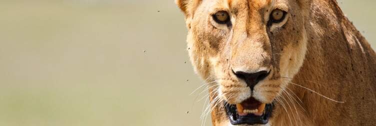 Explore Serengeti National Park