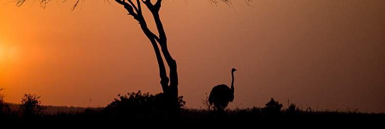 Safari in the Tarangire National Park
