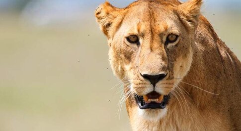5-Day Tanzania Luxury Serengeti & Ngorongoro Safari