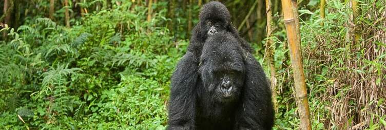 Track Gorillas in Volcanoes National Park
