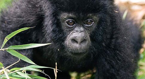 11-Day Virunga Primates and Mafia Island
