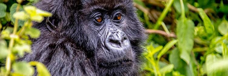 Gorilla Tracking in Volcanoes National Park
