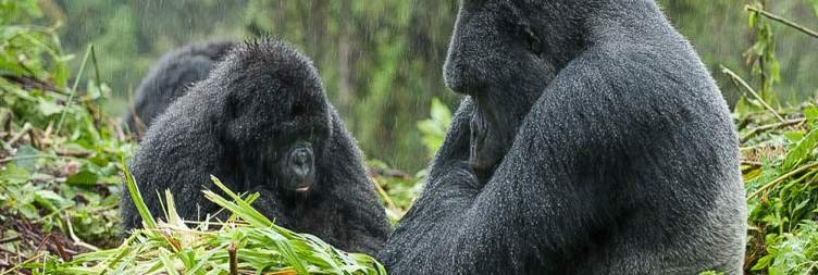 Go ape with the giant mountain gorillas of Rwanda