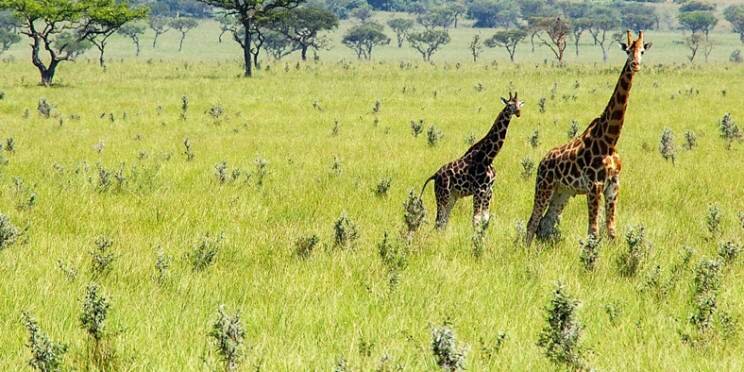 7-Day Masai Mara-Nakuru-Naivasha-Amboseli-Luxury-Van