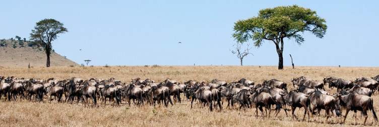 Flying out of the Serengeti