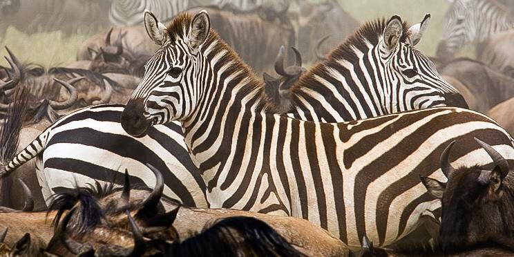 5-Day Serengeti Wildebeest Migration Safari- Luxury