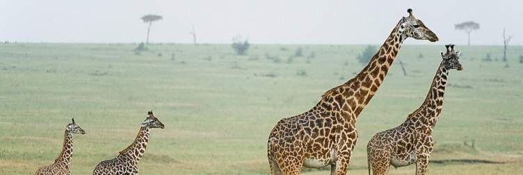 Tarangire/Lake Manyara - Serengeti National Park