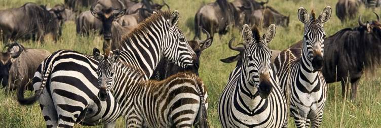 Tarangire National Park – Serengeti National Park