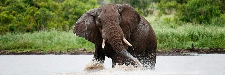 See the Big Five in the Kruger Park