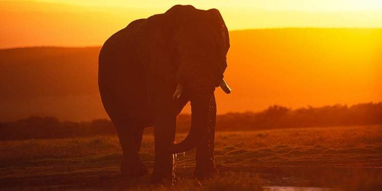 8-Day Luxury Cape Town & Kruger Safari