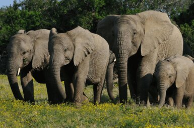 Kariega River Lodge 20