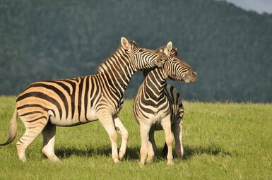 Kariega River Lodge 18