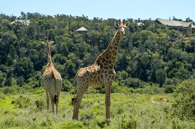 Kariega Settlers Drift Lodge 28