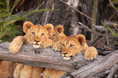 Kichaka Private Game Lodge 31