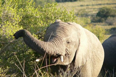 Kichaka Private Game Lodge 30