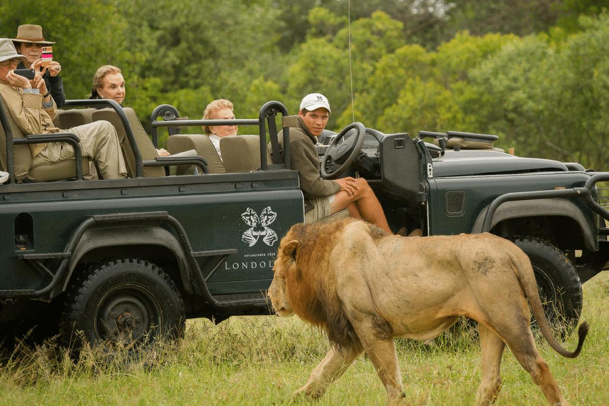 Londolozi Game Drive with Male Lion